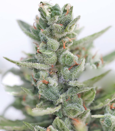 Семена сорта Buddha Calamity Jane Auto fem (Buddha Seeds)