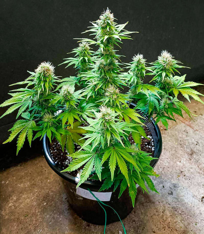 Семена сорта CBD Lemon Auto fem (Herbies Seeds)