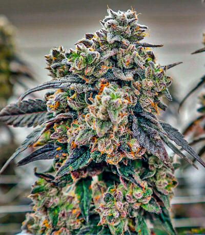 Семена сорта Easy Runtz Autoflower fem (Easy Grow Seeds)