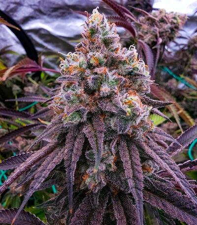 Семена сорта Mookie B R1 fem (Ethos Genetics)