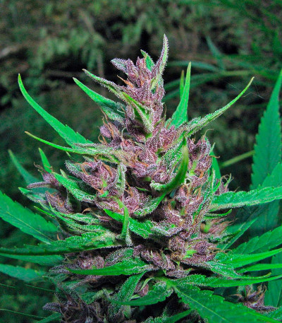 Семена сорта Passion #1 fem