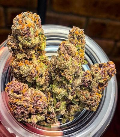 Семена сорта Scout Cookies Fast Version fem (Семяныч)