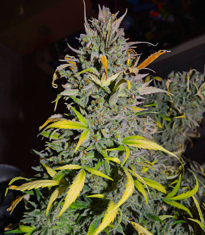 Семена сорта Crystal WW Autoflower fem (Easy Grow Seeds)
