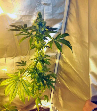 Семена сорта Indigo Berry Kush fem (Sweet Seeds)