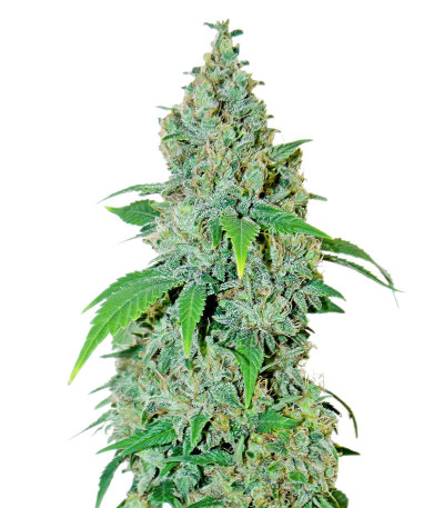 Семена сорта Shiskaberry fem (Семяныч)