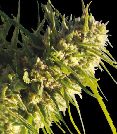 Семена сорта Critical Impact fem (Vision Seeds)