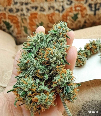 Семена сорта Auto Ak 2 fem (Семяныч)