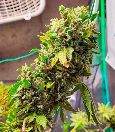 Семена сорта Jungle Breath fem (7CH American)