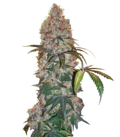 Семена сорта Violator Kush fem (Barney's Farm)