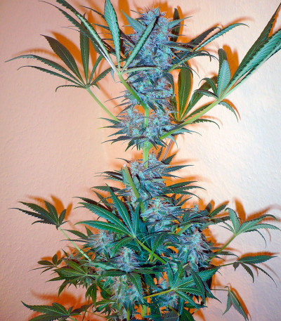 Семена сорта Super Haze reg (Dutch Passion)