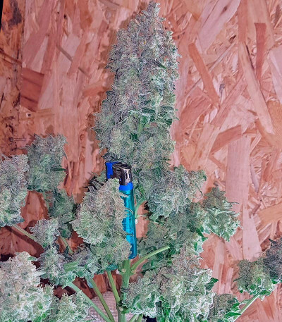 Семена сорта Sweet Trainwreck Auto fem (Sweet Seeds)