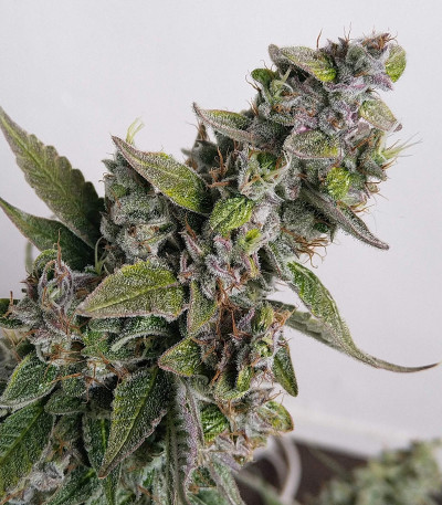 Семена сорта Auto Banana Blaze (Dutch Passion)