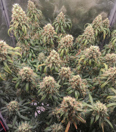 Семена сорта Auto Daiquiri Lime fem (Dutch Passion)