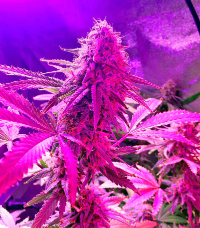 Семена сорта Bubblelicious fem (Nirvana Seeds)