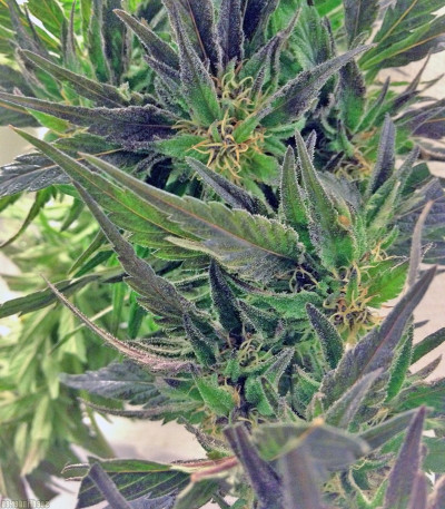 Семена сорта Easy Sativa fem (Female Seeds)