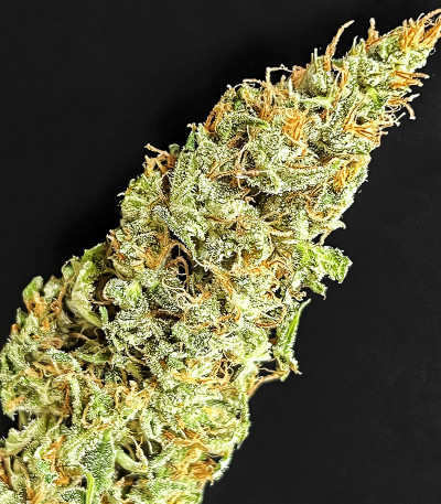 Семена сорта Peanut Butter OGKB fem (Original Sensible Seeds)