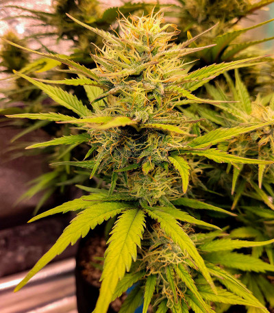 Семена сорта Sour Jealousy Auto fem (FastBuds)