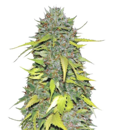 Семена Ak шишки