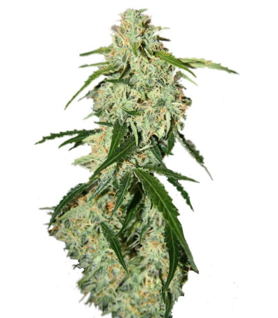 Семена сорта Big Bang Auto fem (Green House Seeds)