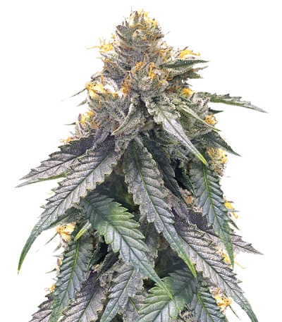 Семена сорта Bubba’s Gift fem (Humboldt Seeds)