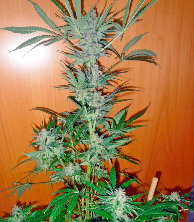 Семена сорта Space fem (World of Seeds)