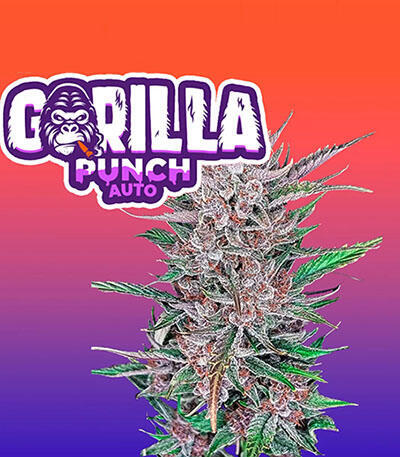 Семена сорта Gorilla Punch Auto fem (FastBuds)