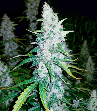 Семена сорта White Widow Auto fem (Семяныч)
