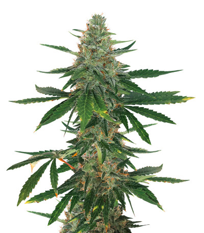 Семена сорта Bubba Slush fem (Green House Seeds)