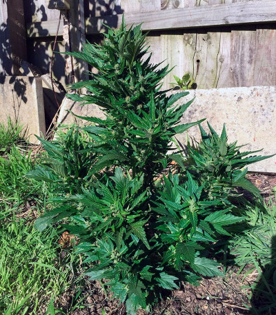 Семена марихуаны Auto Duck