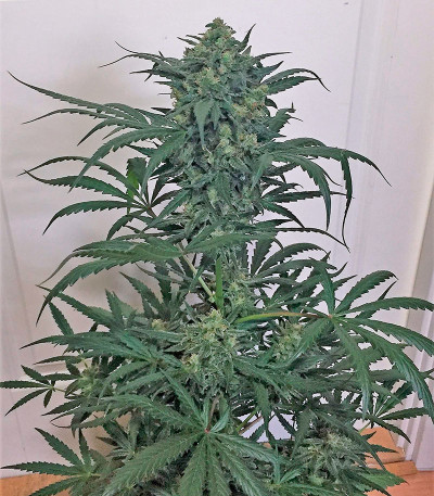 Семена марихуаны Blue Kush Autoflowering 