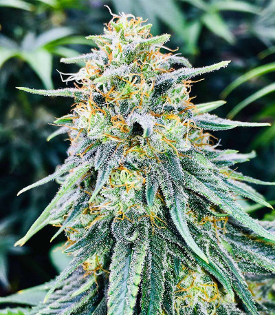 Семена сорта Bruce Banner fem (Семяныч)