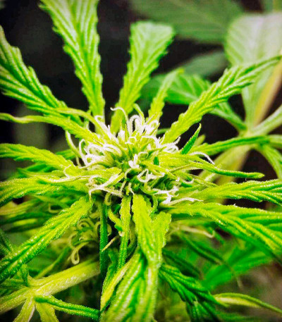 Сорт конопли Cheese XXL Autoflowering