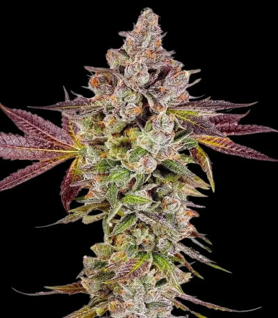 Семена сорта Permafunk fem (Compound Genetics)