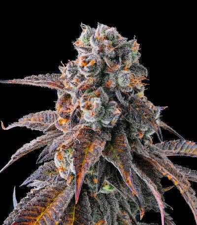 Семена сорта Dulce Dreams fem