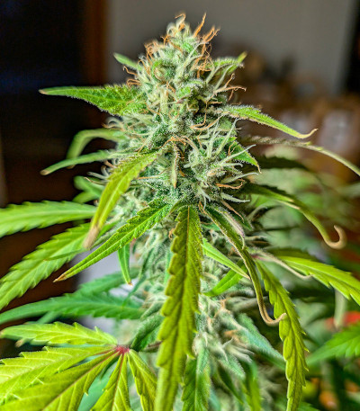Семена сорта Papaya Zoap Auto fem (Sweet Seeds)