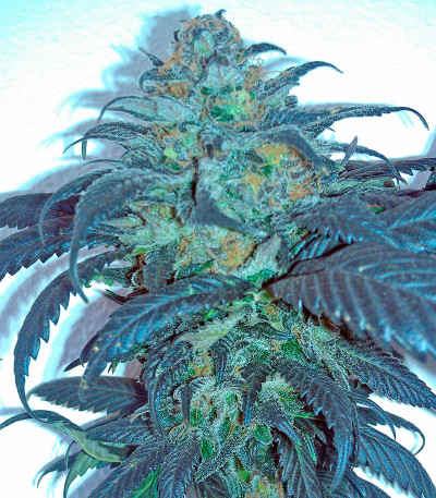 Семена сорта Sour Blueberry fem (Humboldt Seeds)