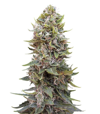 Микс семян конопли Auto Collection #1 (00 Seeds)