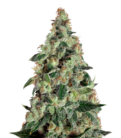Семена сорта Super Skunk Auto fem (Dr. Krippling Seeds)