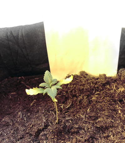 Семена сорта Aurora Green Auto fem (Sumo Seeds)