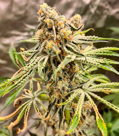 Семена сорта Brain Stroke Auto fem (High Speed ​​Buds)