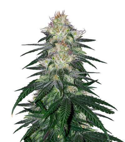 Семена сорта Fat Banana fem (Royal Queen Seeds)