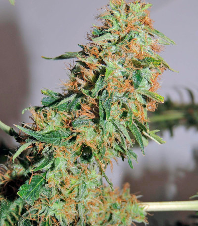 Семена сорта Orange Bud reg (Dutch Passion)