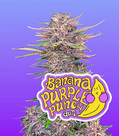 Семена сорта Banana Purple Punch Auto fem (FastBuds)