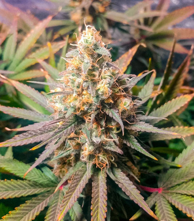 Семена сорта Pharaoh (Tutankhamon) fem (Семяныча)