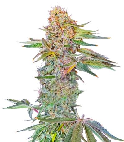 Семена сорта Watermelon Zum Zum fem (UKHTA)