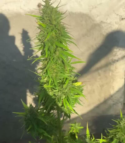 Семена сорта Original Moby Dick Auto fem (FastBuds)