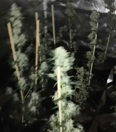 Семена сорта Super Critical fem (Green House Seeds)