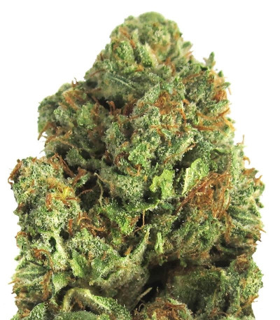 Семена сорта Midnight Mass fem (Heavyweight Seeds)