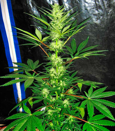 Семена сорта Aurora Indica fem (Nirvana Seeds)