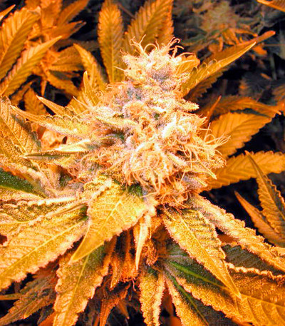 Семена сорта Dr. Greenthumb’s Em-Dog by B-Real fem